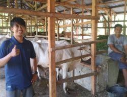 Raudah Farm IV Nagari Siap Penuhi Kebutuhan Sapi Kurban