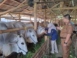 Sebanyak 658 Ekor Hewan Korban Akan Disembelih Di Ampek Angkek, Camat Lakukan Monitor