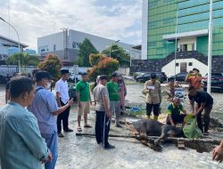 31 Hewan Kurban dari PT. Pegadaian Kanwil PekanBaru Disebar untuk Negeri