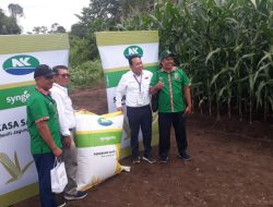 Pertama Diluncurkan di Indonesia, Benih Jagung Bioteknologi dengan Keunggulan Ganda