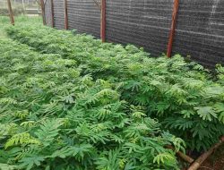 Politani Payakumbuh dan Semen Padang Buat Kebun Induk Kaliandra Sebagai Sumber EBT