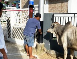 Salurkan Sapi Kurban, Megri Sebut Idul Adha Momen untuk Lebih Peduli dengan Sesama