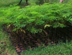 Semen Padang Butuh 100 Juta Bibit Kaliandra