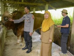Sapi Asal Padang Panjang Dipilih Jadi Kurban Presiden Jokowi 