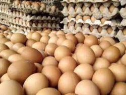 Di Sawahlunto Harga Telur Ayam Ras Sudah Rp60 ribu per 30 Butir