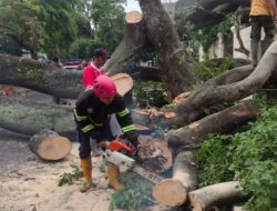 Angin Kencang Landa Padang, 21 Pohon Bertumbangan