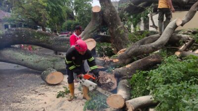 Angin Kencang Landa Padang, 21 Pohon Bertumbangan