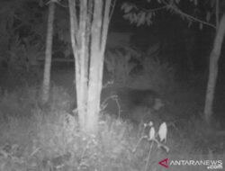 Pasangan Suami Istri di Kabupaten Solok Diserang Beruang