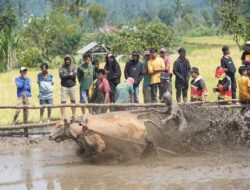 Pacu Jawi di Nagari Simabur Berakhir