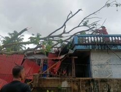 Hujan Angin di Padang, 14 Pohon Tumbang