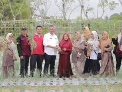 Bupati Pesisir Selatan Panen Raya Bawang Merah