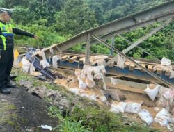 Truk Pembawa Pakan Ayam Masuk Jurang di Singgalang Kariang, Sopir Luka-Luka