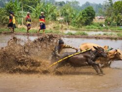 Alek Pacu Jawi di Parambahan Tanah Datar Meriah