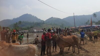 Tiga Kali Sabtu ke Depan, Alek Pacu Jawi Digelar di Sawah Darek Galo Gandang