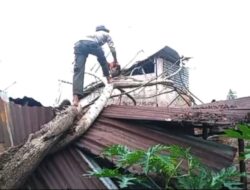 Pohon Kedondong Tumbang Timpa Rumah Warga di Padang