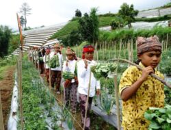 Anak Nagari Singgalang Gelar Festival Pesona Budaya Singgahan Alang