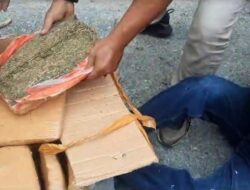 Dor, Polres Tanah Datar Gagalkan Pengiriman 45 Kg Ganja ke Jawa