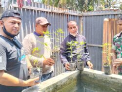 Anggota Koramil Guguak Temukan Belasan Batang Ganja di Mungka
