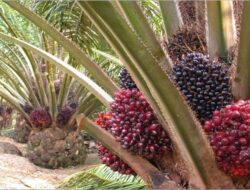 Harga TBS Sawit di Pasbar Tembus  Rp3.754,06 per Kilogram