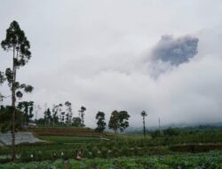 Cabai dan Sayur di Padang Panjang tak Bisa Dipanen Terdampak Debu Erupsi Marapi