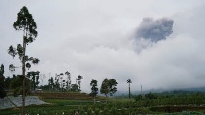 Cabai dan Sayur di Padang Panjang tak Bisa Dipanen Terdampak Debu Erupsi Marapi