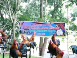 Ratusan Pecinta Ayam Kukuak Balenggek Ikuti Lomba di Kota Solok