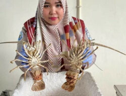 BKHTI Sumbar Gagalkan Penyelundupan Apel dan Lobster Bertelur di BIM