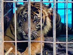 Harimau Masuk ke Kandang Jebak BKSDA Sumbar di Palupuah