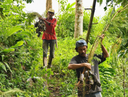 Poktan Guguak Pandam Duri Saiyo Mulai Tanam Kaliandra Merah untuk Meningkatkan Pendapatan Ekonomi