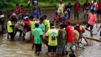 Alek Pacu Jawi di Nagari Sawah Tangah Berakhir