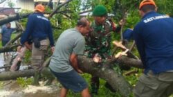 Pohon Tumbang di Padang: Satlinmas Bantu Evakuasi dan Himbau Masyarakat Waspada