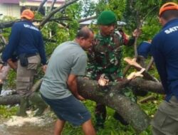 Pohon Tumbang di Padang: Satlinmas Bantu Evakuasi dan Himbau Masyarakat Waspada