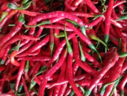 Sempat Rp120 Ribu Sekilo, Harga Cabe Merah Turun ke Rp85 Ribu Per/Kg di Pasar Raya Padang