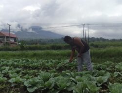 Lahan Perkebunan dan Pertanian Warga Lereng Marapi Terganggu Debu Vulkanik