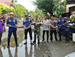 Damkar Padang Evakuasi Ular Piton di Ulak Karang Selatan