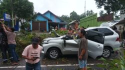 Sopir dan Penumpang Terluka Akibat Avanza Tertimpa Pohon Tumbang di Pasaman Barat