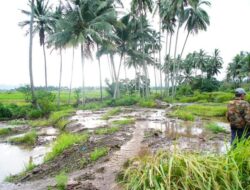Bupati Tinjau Lokasi Terdampak Banjir Lahar Dingin di Limo Kaum, Pendataan Dilakukan