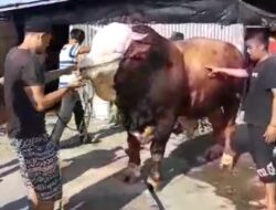 Pemkot Bukittinggi Siapkan Calon Sapi Kurban Pilihan Presiden Jokowi