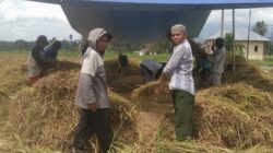Caleg DPRD Tanah Datar Terpilih Buya Zaiful Imra Panen Padi bersama Petani di Barulak