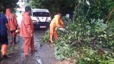 13 Pohon di Padang Tumbang, Angin Porak Porandakan Rumah Warga, Ini Kata Kalaksa BPBD Padang