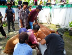 Bupati Eka Putra dan Keluarga Kurban Satu Sapi Seberat 1 Ton