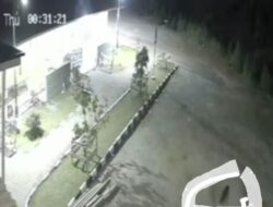Harimau Terlihat di Halaman Masjid Alisma Alius, BKSDA Halau ke Hutan