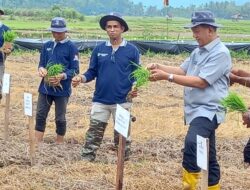 Terapkan Teknologi MTOT UBI untuk Tingkatkan Hasil Pertanian