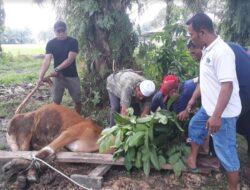 Iwapaliko di Dharmasraya Sembelih Hewan Kurban