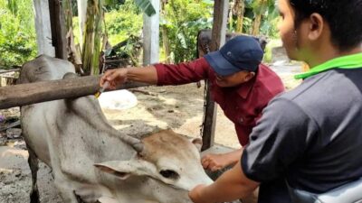 Belum Ada Ternak di Pariaman Terjangkit PMK