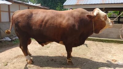 Sapi dari Limapuluh Kota Diajukan Jadi Kurban Presiden
