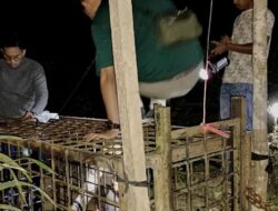 BKSDA Sumbar Turunkan Tim Tangani Beruang di Nagari Lubuk Malako