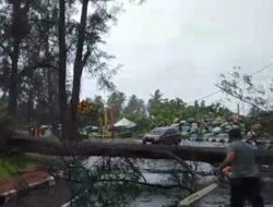 Badai, Sejumlah Pohon Tumbang di Pariaman