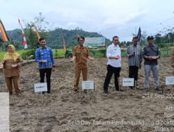 Tanam Jagung Pola Zig-Zag Bisa Tingkatkan Produktivitas