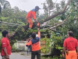 Pohon Tumbang di Batipuh Panjang